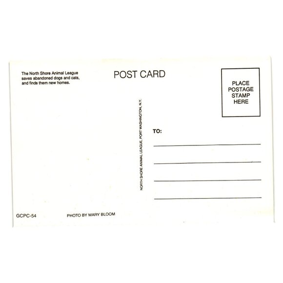 Hooray Graduation Day Dog Postcard - Picture 2 of 2